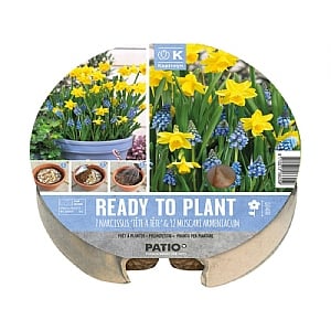 Narcissus & Muscari Ready to Plant Plant-O-Mat Tray 24cm (19 Bulbs)