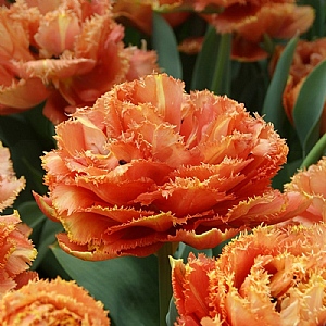 Tulipa Brisbane (8 Bulbs)