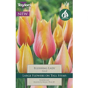 Tulip Blushing Lady (7 Bulbs)