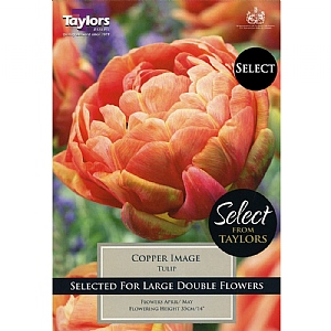 Tulip 'Copper Image' (7 Bulbs)