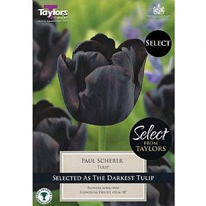 Tulip 'Paul Scherer' (9 Bulbs)