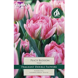 Tulip Peach Blossom