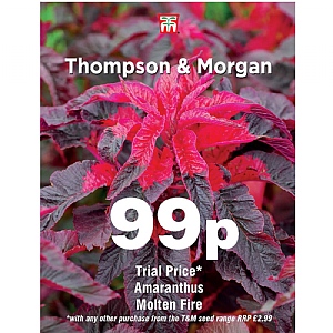 Thompson & Morgan Amaranthus Molten Fire Seeds