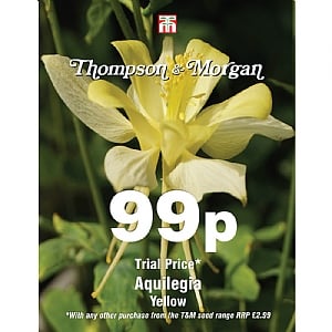 Thompson & Morgan Aquilegia Yellow Seeds