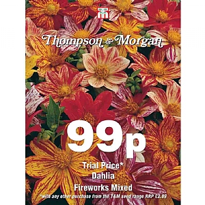 Thompson & Morgan Dahlia Fireworks Mixed Seeds