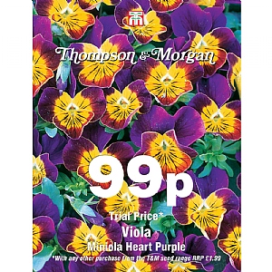 Thompson & Morgan Viola Miniola Heart Purple Seeds
