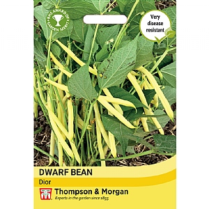 Thompson & Morgan Dwarf Bean French Dior Seeds