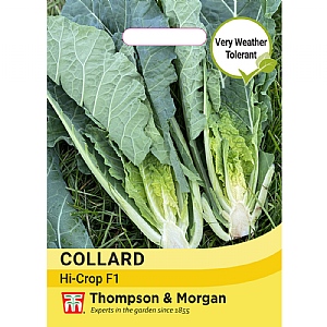 Thompson & Morgan Collard Hi-Crop F1 Seeds