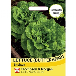 Thompson & Morgan Lettuce Butterhead Brighton Seeds