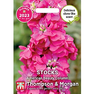 Thompson & Morgan Stock American beauty Column FOTY Seeds