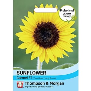Thompson & Morgan Sunflower Helianthus annuus Carmel F1 Seeds