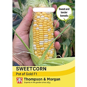 Thompson & Morgan Sweetcorn Pot of Gold F1 Seeds