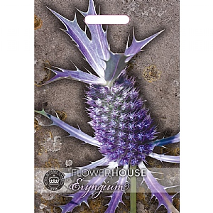 Thompson & Morgan Eryngium Leavenworth II Seeds