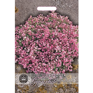 Thompson & Morgan Gypsophila Elegans Rose Sspromo Seeds