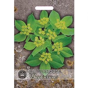 Thompson & Morgan Bupleurum rotundifolium Green Gold Seeds