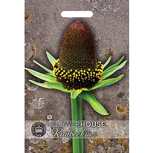 Thompson & Morgan Rudbeckia occidentalis Green Wizard Seeds