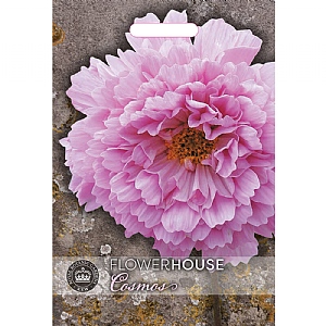 Thompson & Morgan Cosmos bipinnatus Double Click Rose Bonbon Seeds