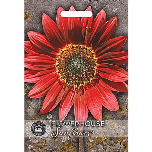 Thompson & Morgan Sunflower Helianthus annuus Claret F1 Hybrid Seeds