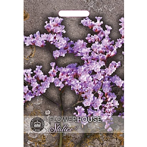 Thompson & Morgan limonium-gmelinii (Siberian Statice) Seeds