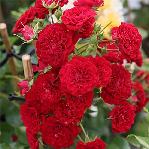 'Siluetta Crimson' Rose 5L