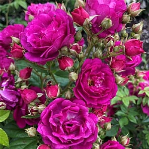 'Siluetta Purple' Rose 5L