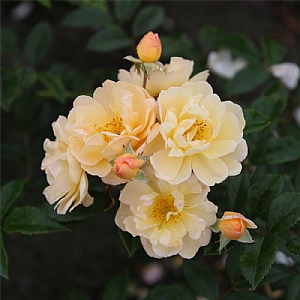'Siluetta Sunny' Rose 5L