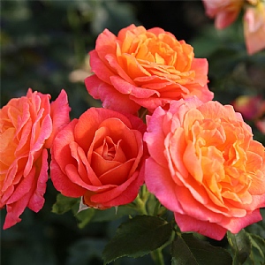 'Volcano' Bush Rose 3L