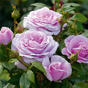 'Hopes And Dreams' Bush Rose 3L