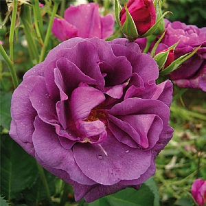 'Minerva' Bush Rose 3L