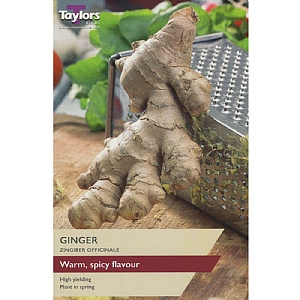 Ginger (Zingiber Officinale) (1 Set)