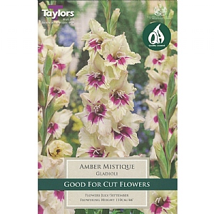 Gladiolus 'Amber Mistique' (Pack of 7)