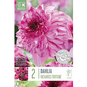 Dahlia 'Richards Fortune' (Pack of 2)