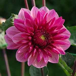 Dahlia 'Bacardi' (2 Tubers)