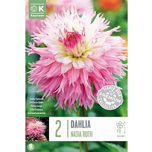 Dahlia 'Nadia Ruth' (2 Tubers)