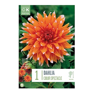 Dahlia 'Color Spectacle' (1 Tuber)