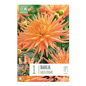 Dahlia Gold Crown (1 Bulb)