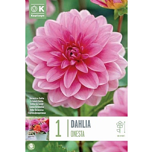 Dahlia 'Onesta' (1 Tuber)