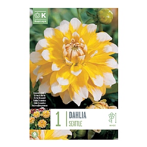 Dahlia 'Seattle' (1 Tuber)