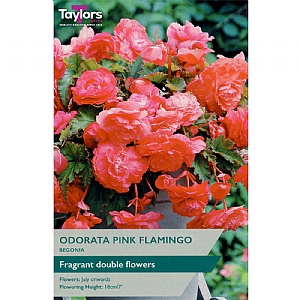 Begonia Odorata 'Pink Flamingo' (2 Tubers)