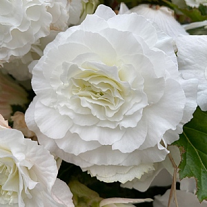 Begonia White Double  (Pack of 3)
