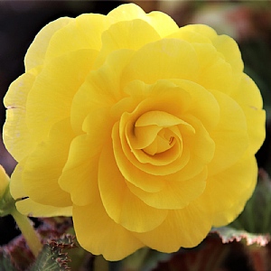 Begonia Yellow Double  (Pack of 3)