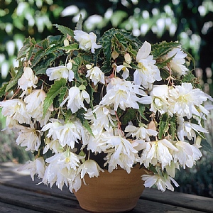 Begonia White Cascading  (Pack of 3)