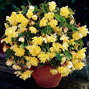Begonia Yellow Cascading  (Pack of 3)