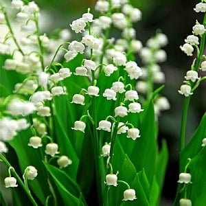 Lily of The Valley (Convallaria majalis) (Pack of 5)