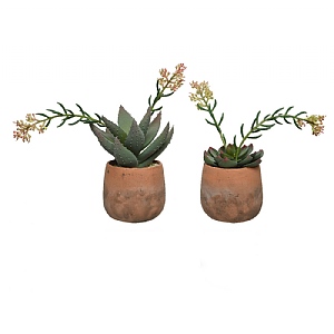 Potted Artificial Succulent Plant 28cm (Assorted Designs)