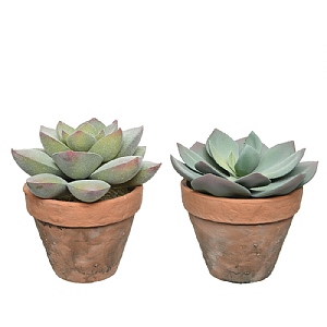 Potted Artificial Succulent Plant 21cm (Assorted Designs)