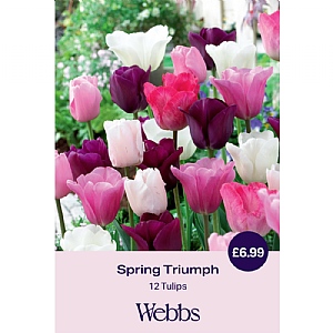 Tulips 'Spring Triumph' (12 Bulbs)