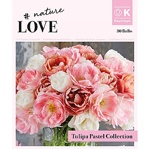 Bouquet Double Pastel Tulipa (30 Bulbs)