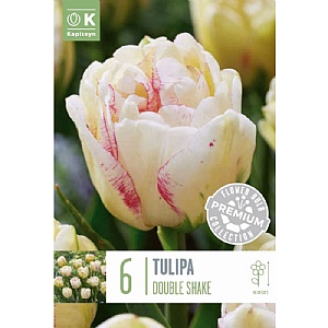 Tulip 'Shake' (6 Bulbs)