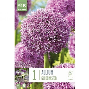 Allium 'Globemaster' (1 Bulb)